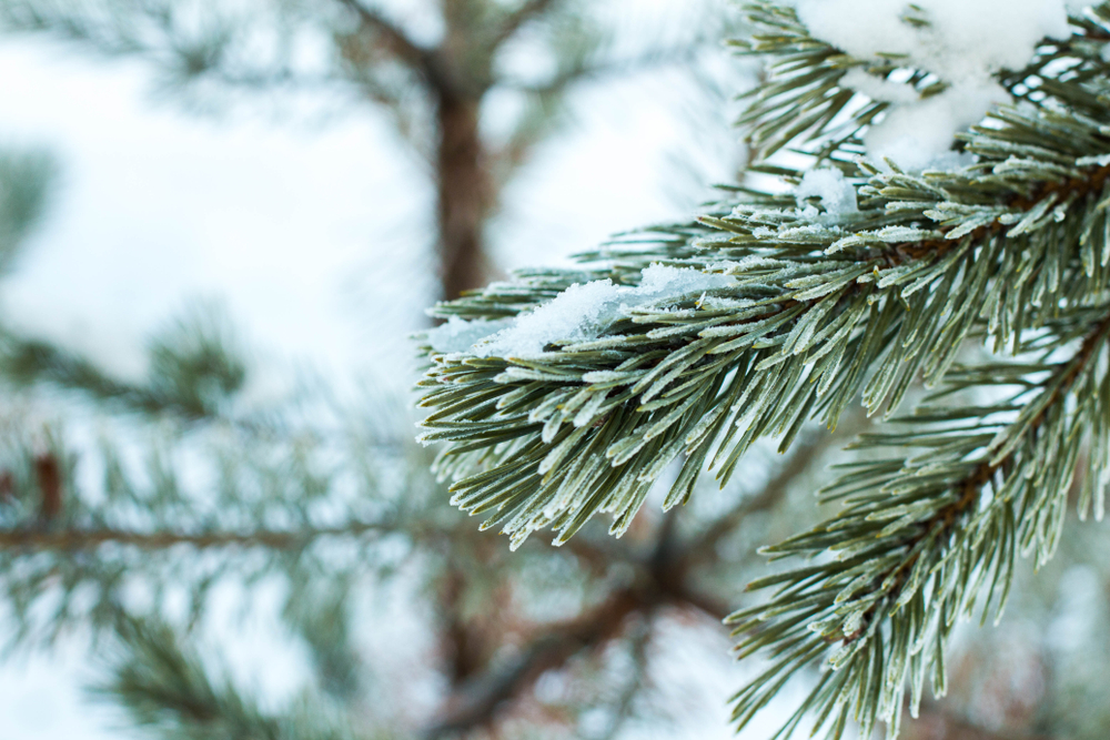 What Trees Should Be Trimmed in the Winter