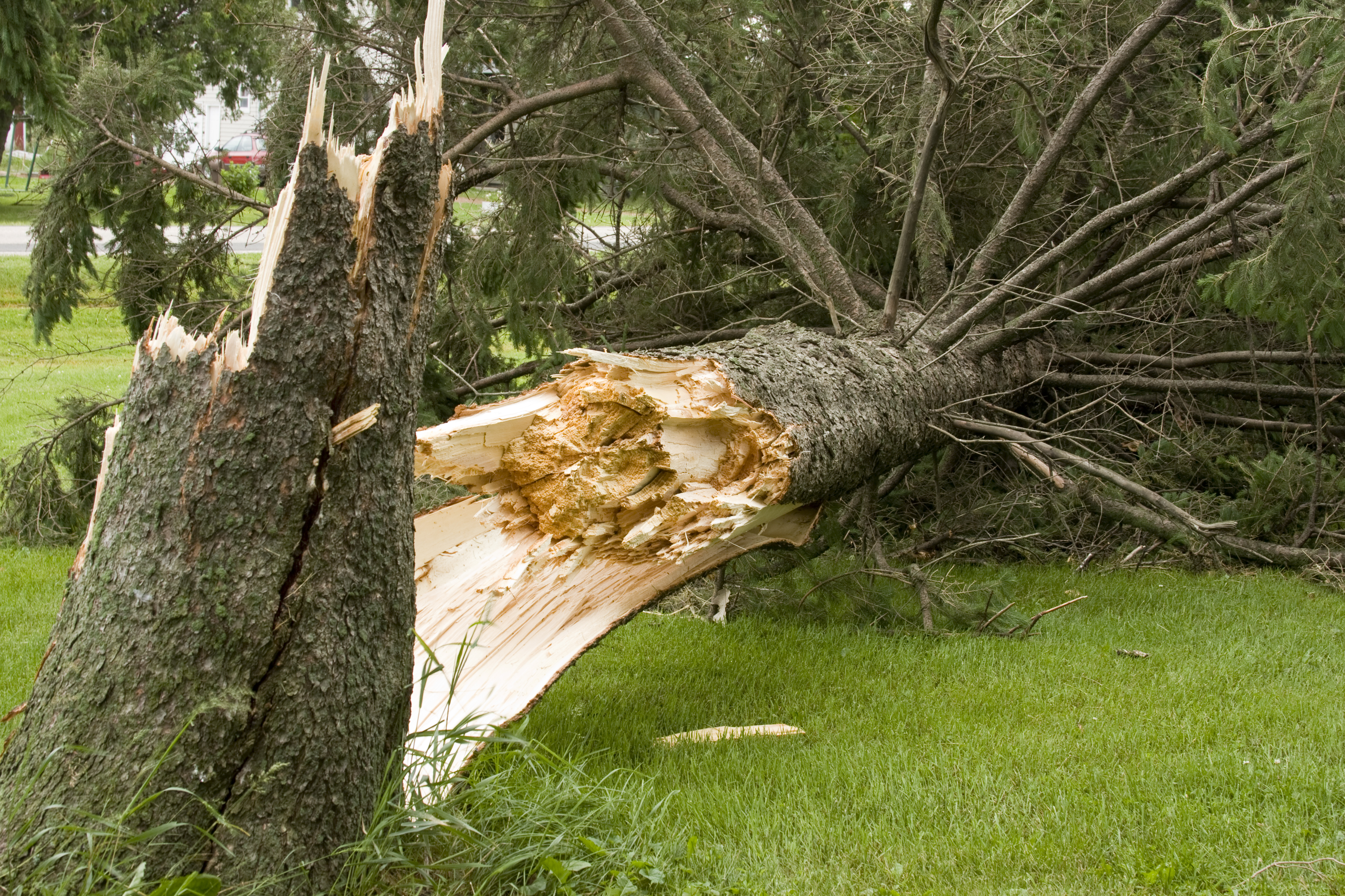 Я сильное могущее дерево. Падающее дерево. Сломанное дерево. Упавшее дерево. Поваленное дерево.