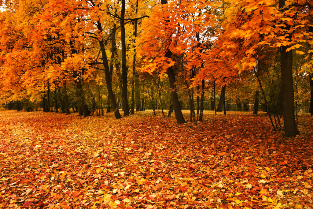 8 Things You Didn't Know About Fall Leaves
