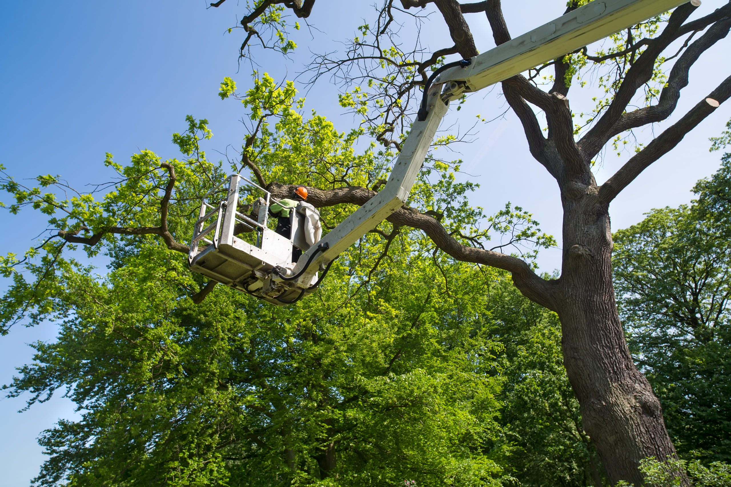 3 Ways to Know You Need to Call a Professional Tree Care Company