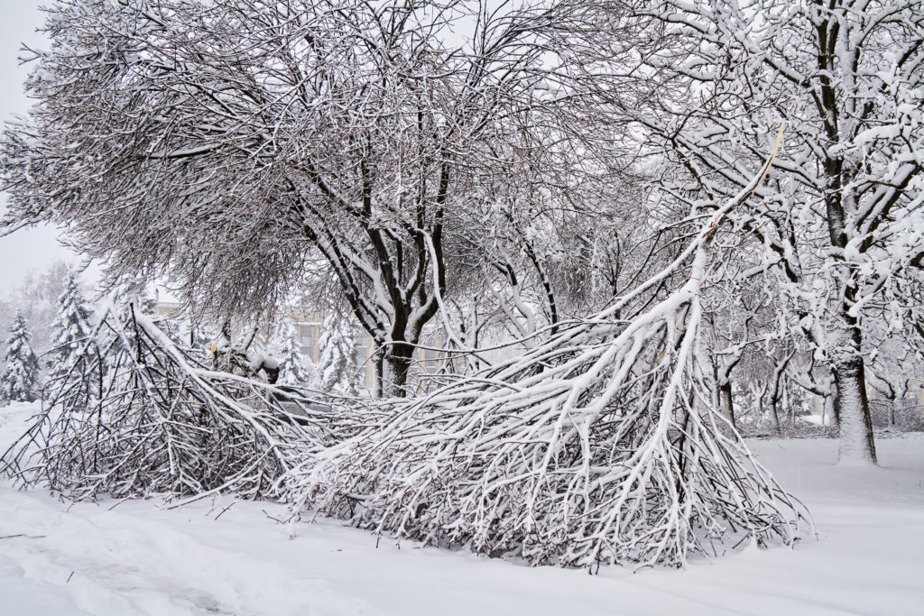 snowstorm damage on trees