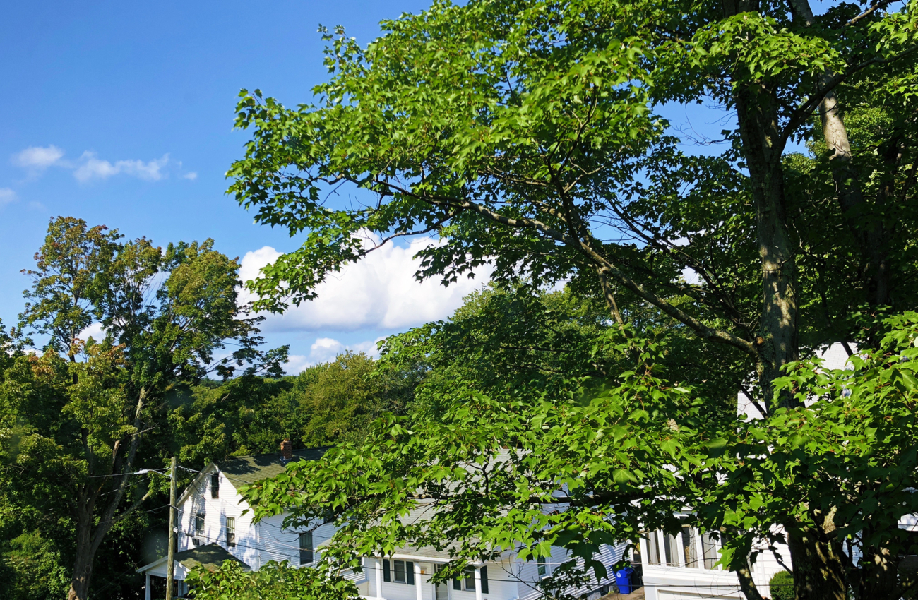 trees over houses