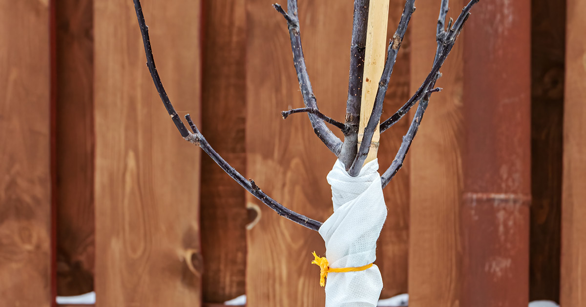 reasons to remove your tree wrap in spring
